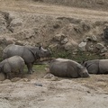 402-4362 Safari Park - Rhinos